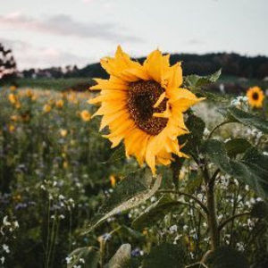 Meet your Posher, Juli